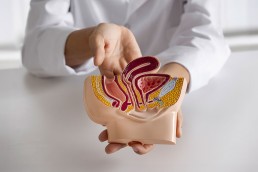 Anatomia femeii